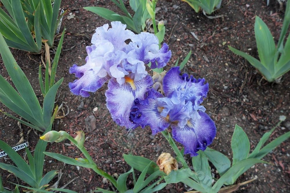 Photo of Tall Bearded Iris (Iris 'Athens') uploaded by virginiarose