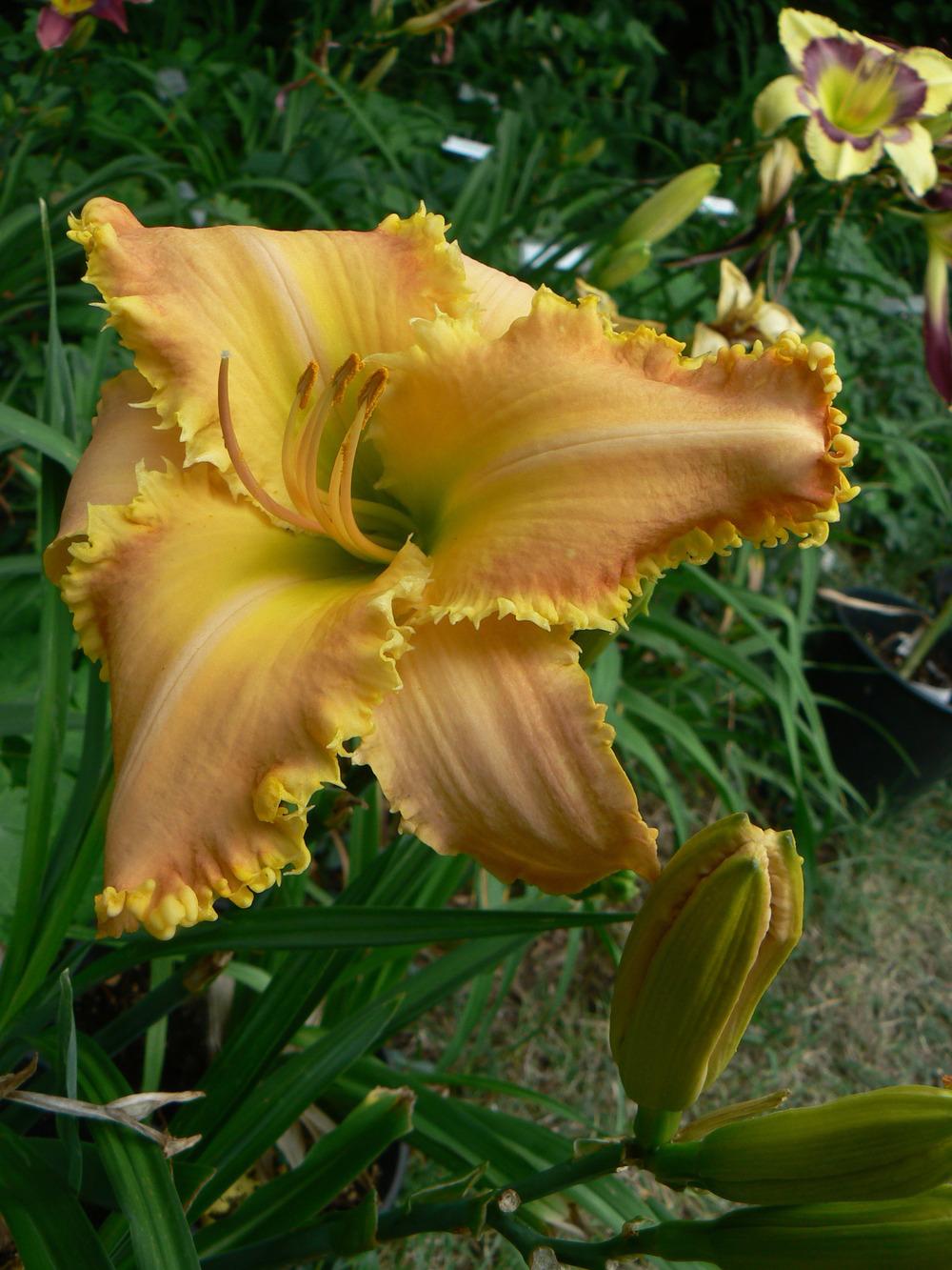 Photo of Daylily (Hemerocallis 'Drink the Wind') uploaded by annred97