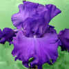 Tall bearded iris 'Peace and Harmony'