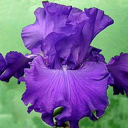 Location: Indiana
Date: May
Tall bearded iris 'Peace and Harmony'