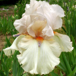 Location: Indiana
Date: May
Tall bearded iris 'Beula'