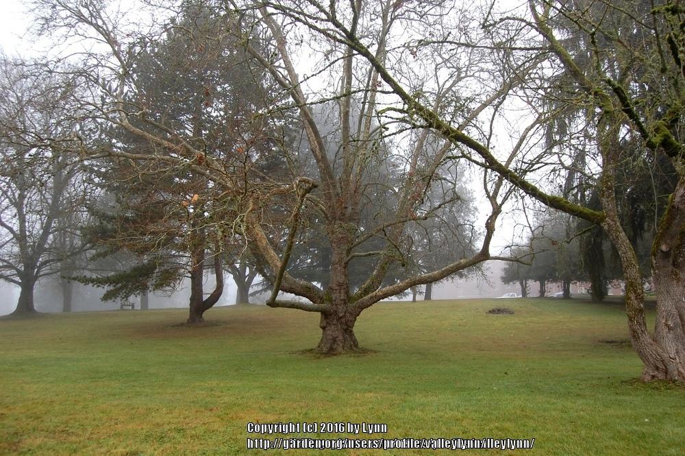 Photo of American Sycamore (Platanus occidentalis) uploaded by valleylynn