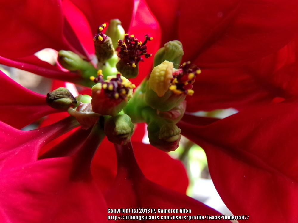 Photo of Poinsettia (Euphorbia pulcherrima) uploaded by TexasPlumeria87