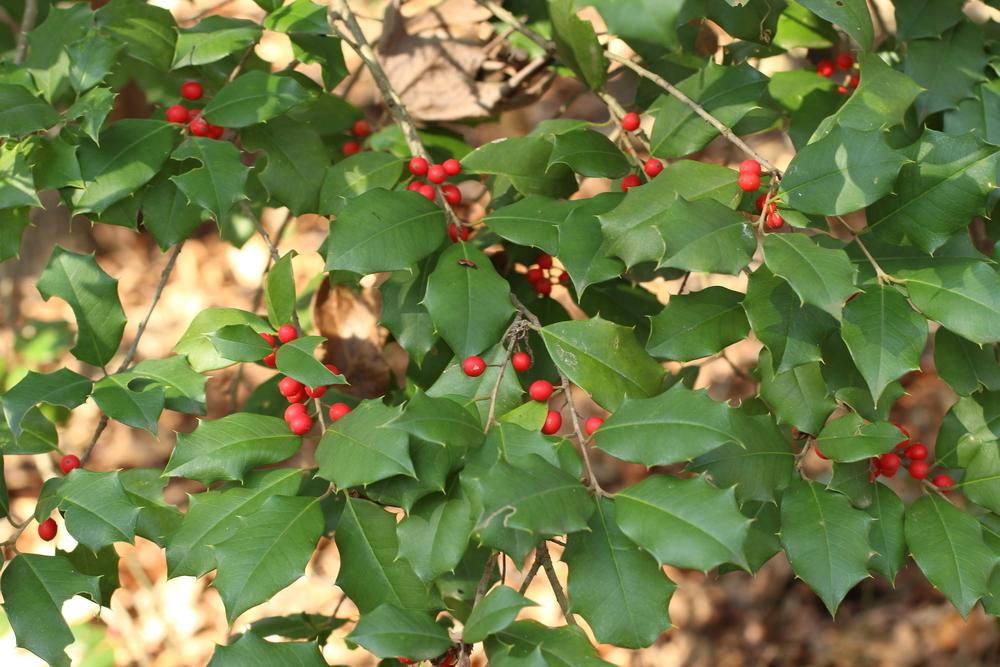 Photo of American Holly (Ilex opaca) uploaded by dave
