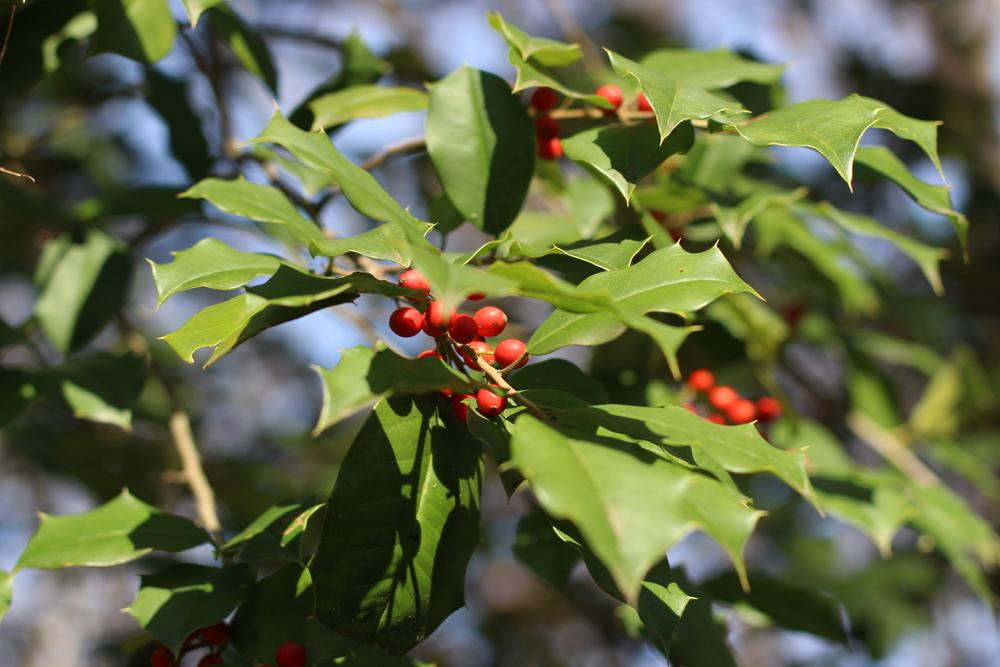Photo of American Holly (Ilex opaca) uploaded by dave