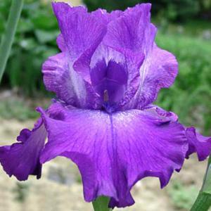 Tall bearded iris 'Perfecta'