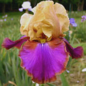 Tall bearded iris  'Syncopation'