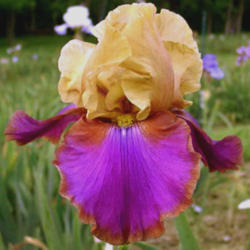 Location: Indiana
Date: May
Tall bearded iris  'Syncopation'