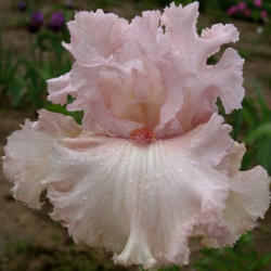 Location: Indiana
Date: May
Tall bearded iris 'Ballet Royale'