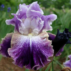 Location: Indiana
Date: May
Tall bearded iris 'Double Click'