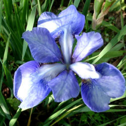 Location: Indiana
Date: Late May
Siberian iris 'Cambridge'