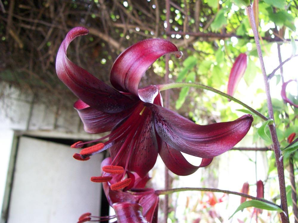 Photo of Lily (Lilium 'Night Flyer') uploaded by gwhizz