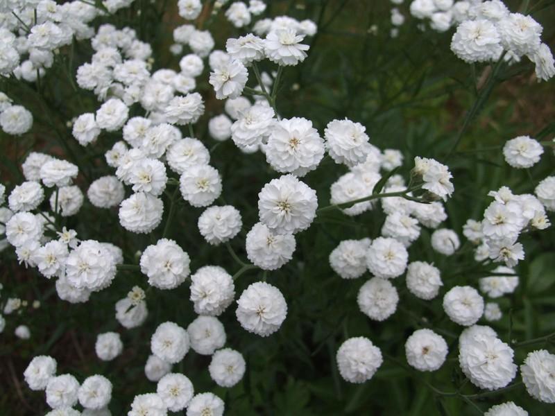 Photo of Yarrow (Achillea ptarmica 'The Pearl Superior') uploaded by Anne