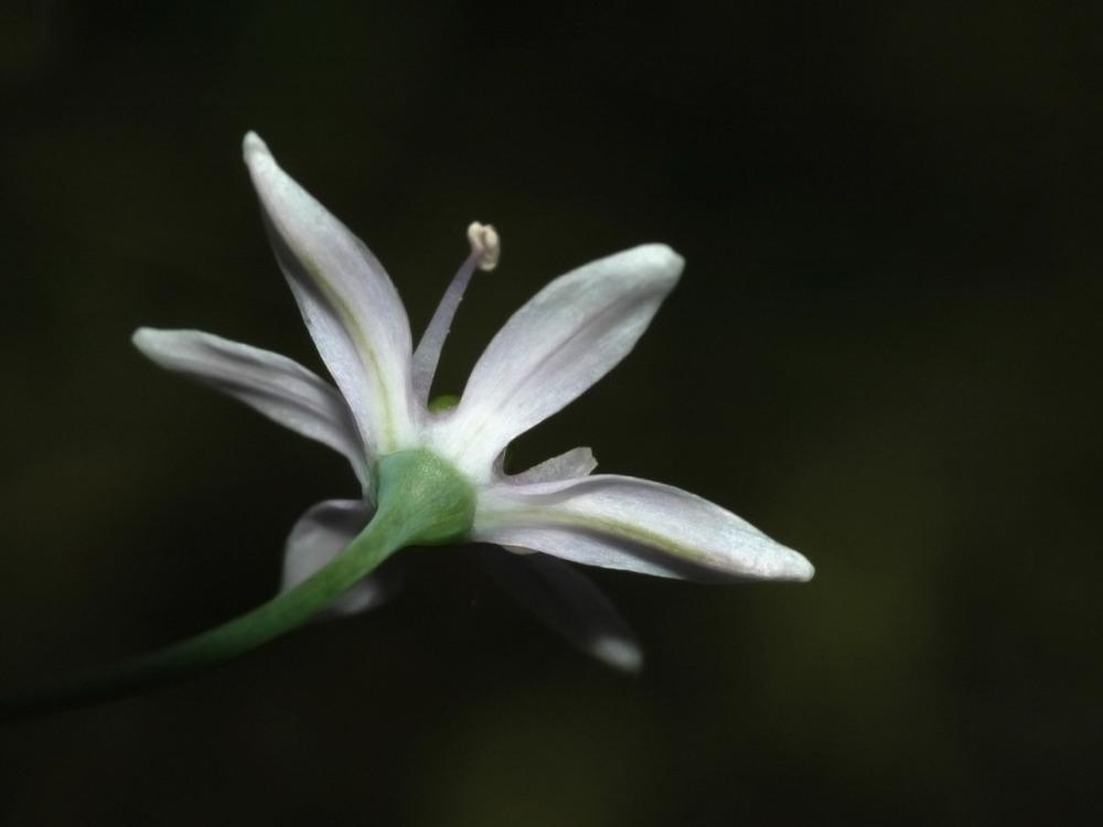 Photo of Wild onion (Allium canadense var. canadense) uploaded by SongofJoy