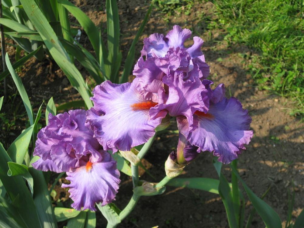 Photo of Tall Bearded Iris (Iris 'Imperial Reign') uploaded by Whirlwind2000