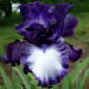 Tall bearded iris 'Inside Track'