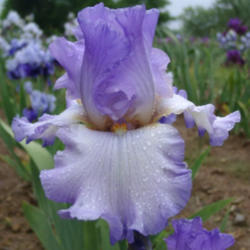 Location: Indiana
Date: May
Tall bearded iris 'My Forte'
