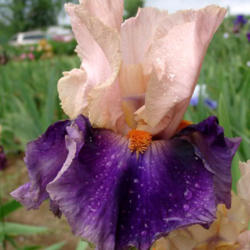Location: Indiana
Date: May
Tall bearded iris 'Balderdash'