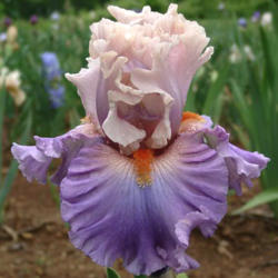 Location: Indiana
Date: May
Tall bearded iris 'Genuflect'