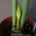 How To Cut Spent Amaryllis/Hippeastrum Bloom Stalks in Difficult Spaces