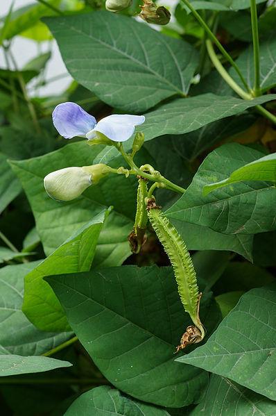 Photo of Winged Bean (Psophocarpus tetragonolobus) uploaded by robertduval14