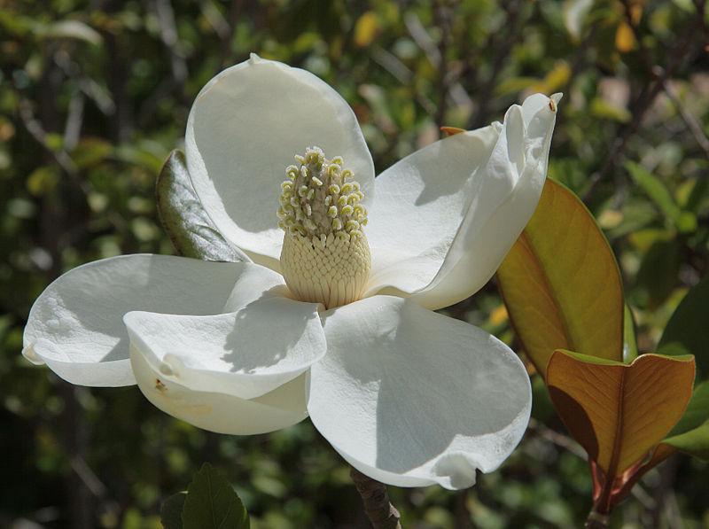 Photo of Southern Magnolia (Magnolia grandiflora) uploaded by robertduval14