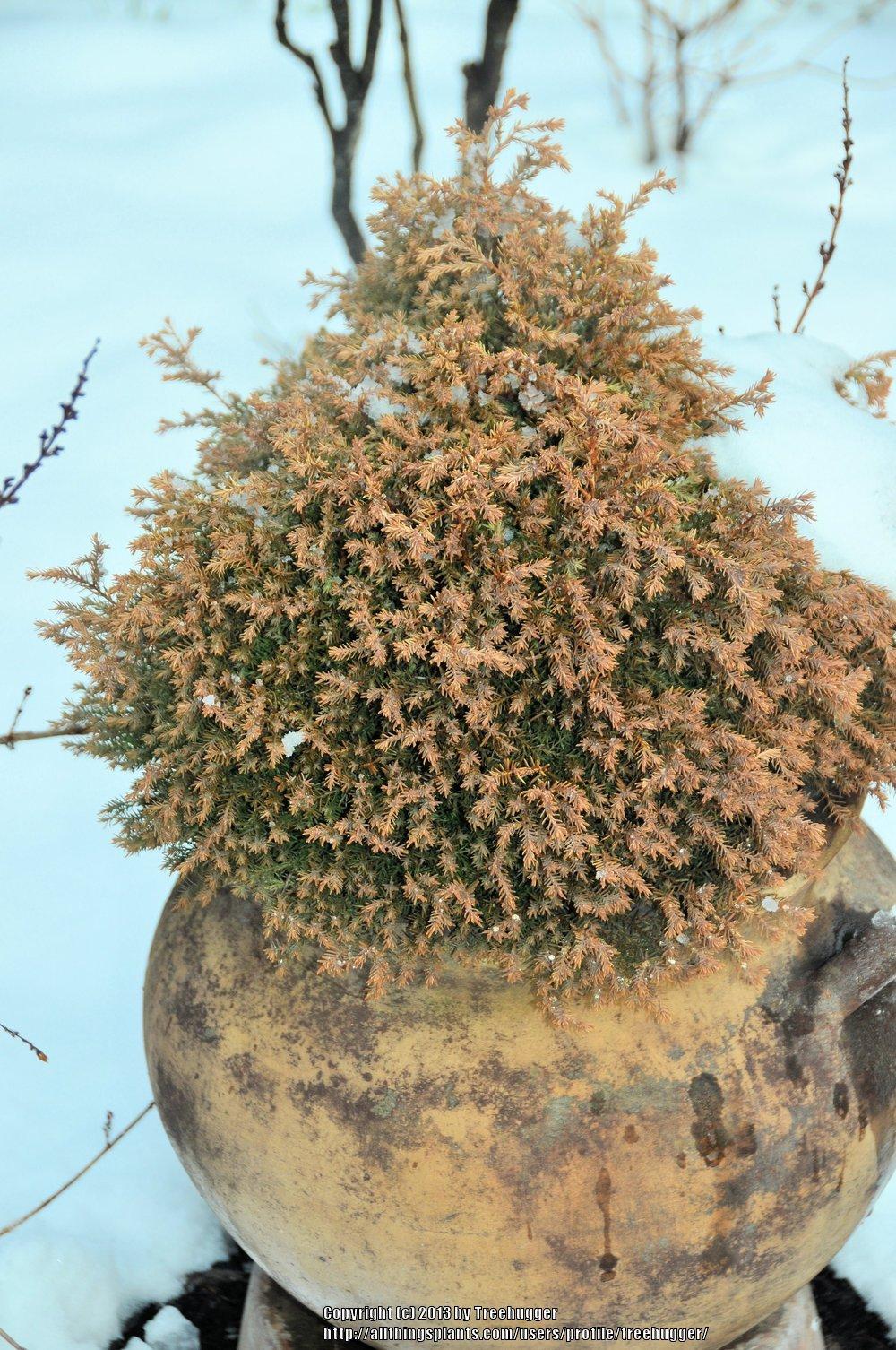 Photo of American Arborvitae (Thuja occidentalis 'Rheingold') uploaded by treehugger