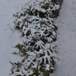 Location: Photo taken in my garden after a snow fall.
Date: 2012-02-10