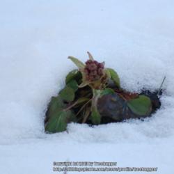 Location: Photo taken in my garden after a snow fall.
Date: 2013-02-14