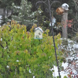 Location: Photo taken in my garden after a snow.
Date: 2012-11-27
Foliage hangs on the plant 'till January.