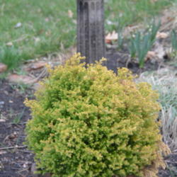 Location: Photo taken in my garden in early spring with foliage color changing back to green.
Date: 2013-04-11