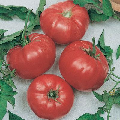 Photo of Tomato (Solanum lycopersicum 'Brandywine') uploaded by vic
