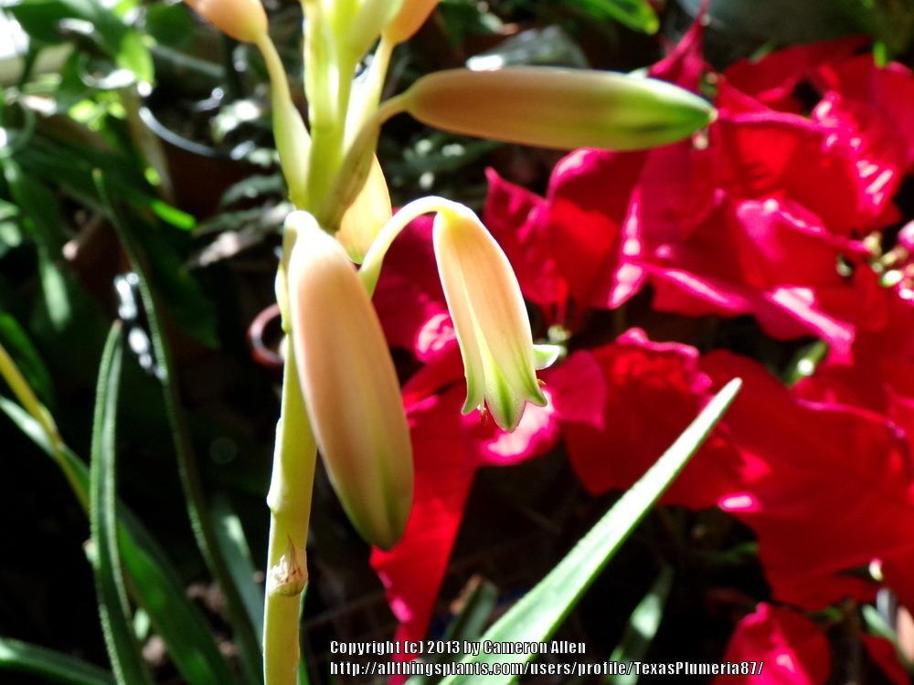 Photo of Aloes (Aloe) uploaded by TexasPlumeria87