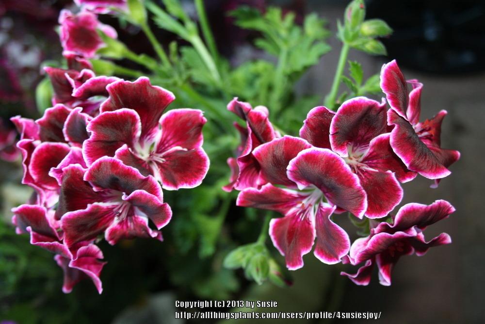 Photo of Regal Geranium (Pelargonium Aristo® Halo) uploaded by 4susiesjoy