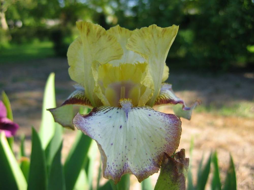 Photo of Intermediate Bearded Iris (Iris 'Flivver') uploaded by Misawa77