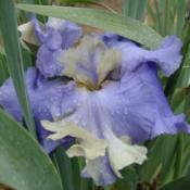 Tall bearded iris 'Beg to Differ'
