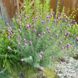 Location: My garden, Calgary, Alberta, Canada; zone 3.
Date: 2011-08-14