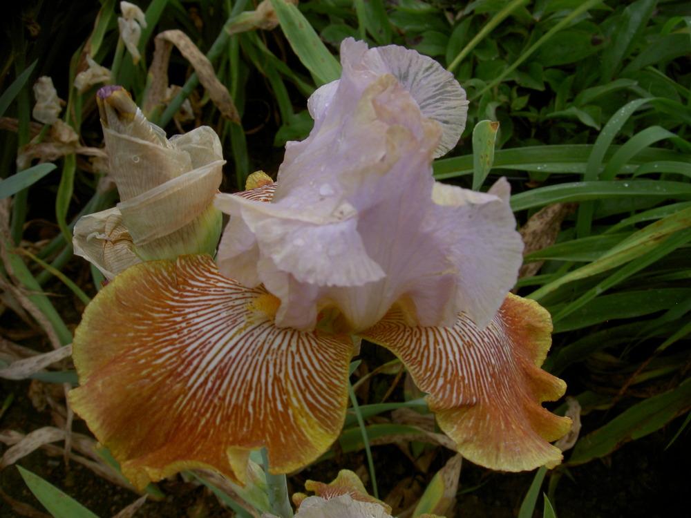 Photo of Tall Bearded Iris (Iris 'Stile Libero') uploaded by Muddymitts