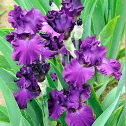 Location: Indiana
Date: May
Tall bearded iris 'Gracious Gesture'