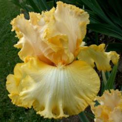Location: My garden in Indiana
Date: May
Tall bearded iris 'Just a Kiss Away'