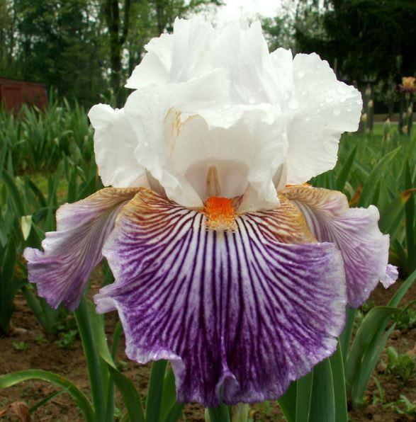 Photo of Border Bearded Iris (Iris 'Crow's Feet') uploaded by diggit