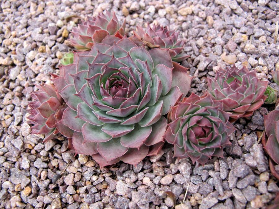 Photo of Hen and Chicks (Sempervivum 'Mary-Beth') uploaded by goldfinch4