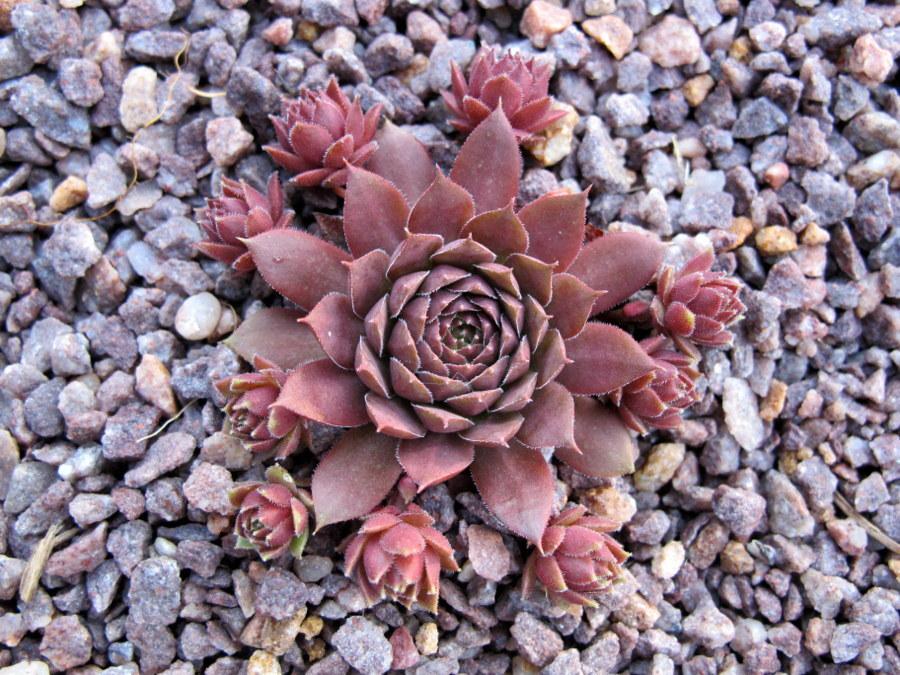 Photo of Hen and Chicks (Sempervivum 'Clipper') uploaded by goldfinch4