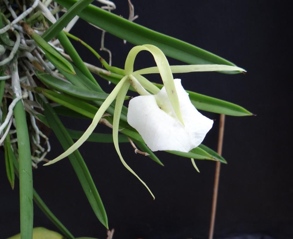 Photo of Orchid (Brassavola nodosa 'Big Jim') uploaded by hawkarica