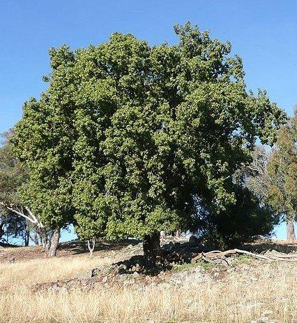 Photo of Bottle Tree (Brachychiton populneus) uploaded by robertduval14
