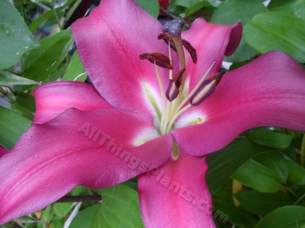 Photo of Lily (Lilium 'Robina') uploaded by dellac