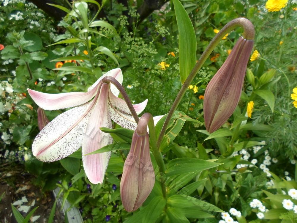 Photo of Lily (Lilium 'Lankon') uploaded by dellac