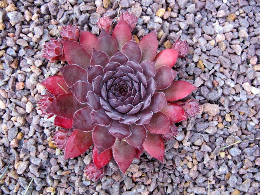 Photo of Hen and Chicks (Sempervivum 'Jet') uploaded by goldfinch4