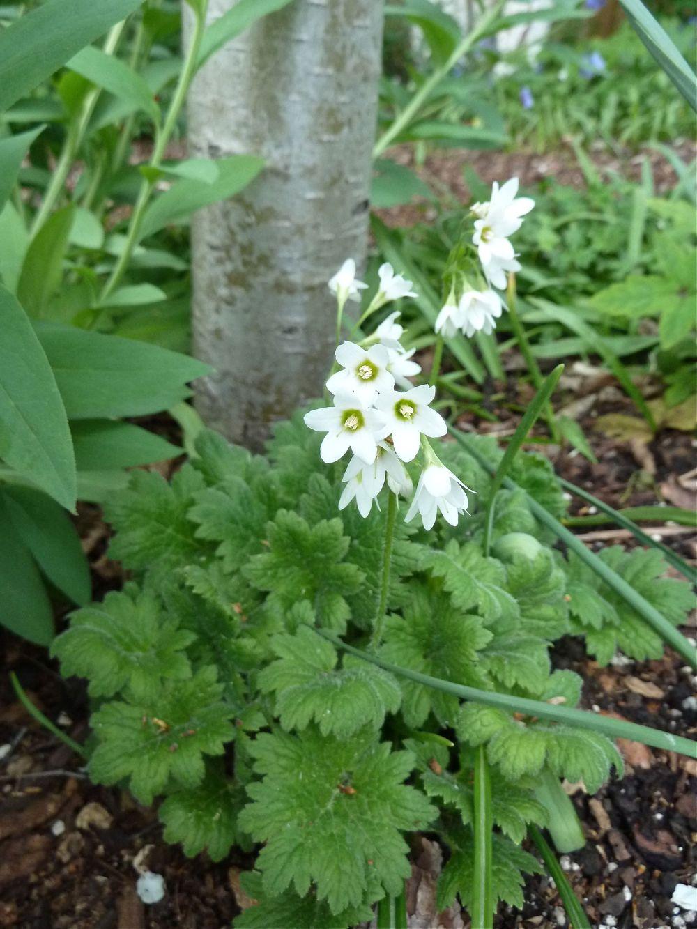 Photo of Primula (Primula matthioli subsp. matthioli) uploaded by growitall