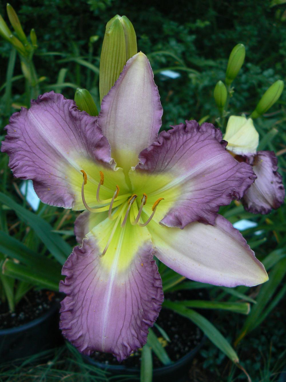 Photo of Daylily (Hemerocallis 'Dream Sequence') uploaded by annred97